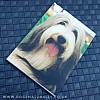Bearded Collie Magnetic Note Pad